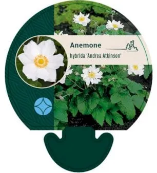 Høstanemone